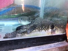 -长顺河豚馆(江洲东路)