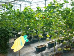 北京观光南瓜园&nbsp;(42)-观光南瓜园