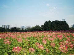 -映月湖中央公园