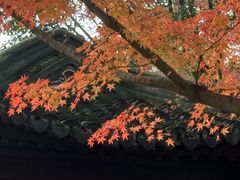 -秋霞圃