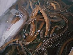 -盘龙黄鳝(盘龙居店)