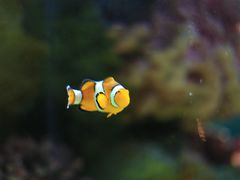 -暹罗海洋世界