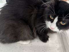 -纳吉亚猫专科动物诊疗中心(蒋宅口分院)