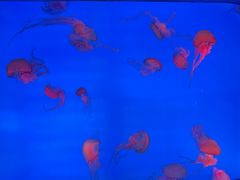 -合肥海洋世界