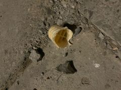 -麦当劳(军博店)