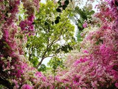 -深圳国际园林花卉博览园