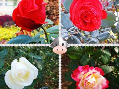 -文华公园(禅城区)