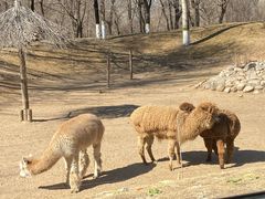 -北京野生动物园