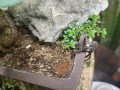 -茶米人台湾料理·精致快简餐