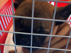 -顺强宠物诊所·狂犬免疫·夜诊·骨科(嘉定店)