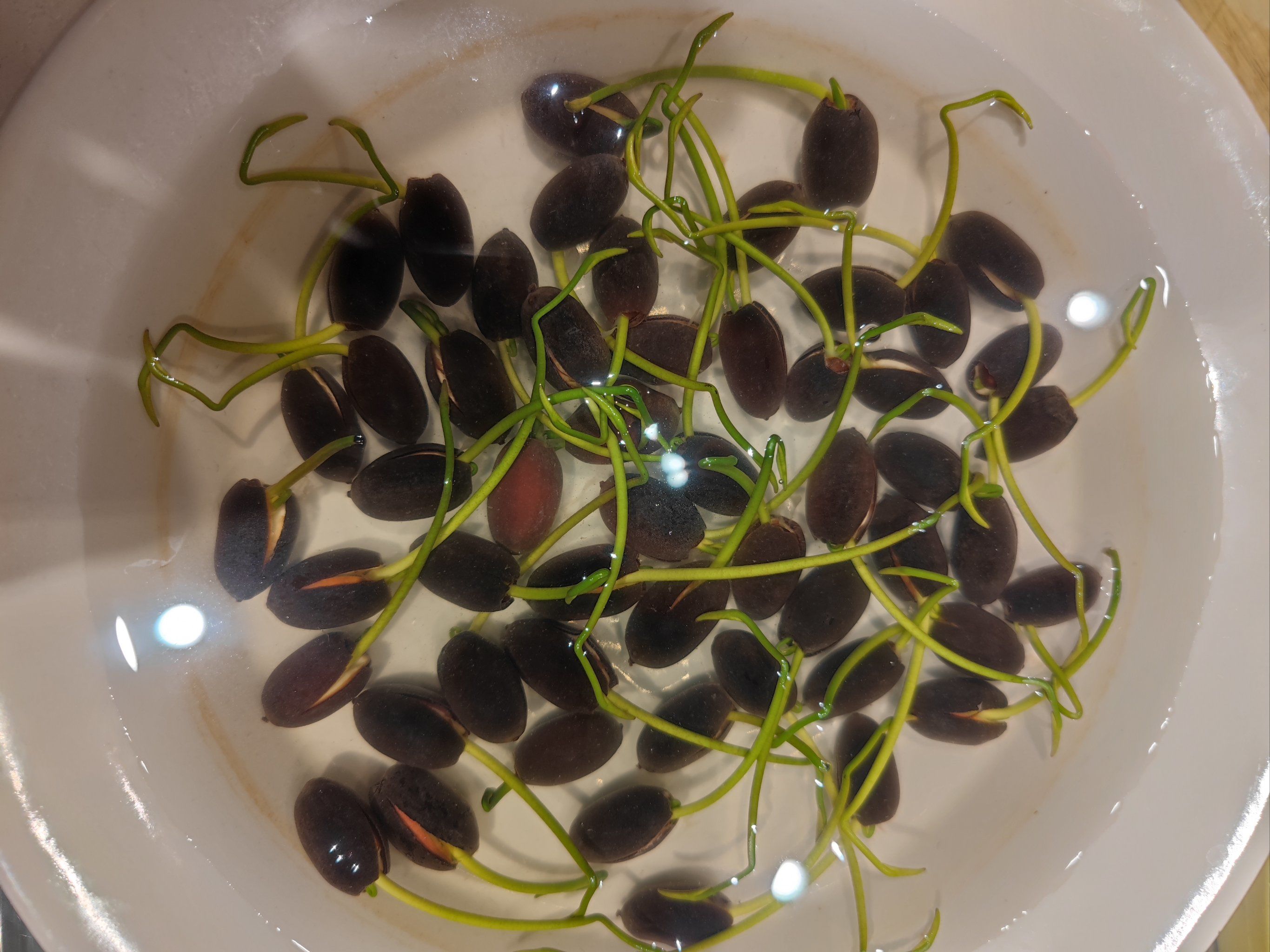 第八天,碗莲发芽,成豆芽菜了