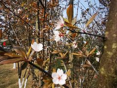 -铁山坪森林公园