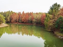 -上海海湾国家森林公园