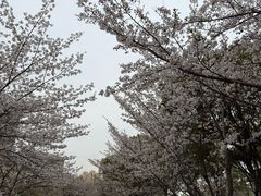 -高东镇樱花园