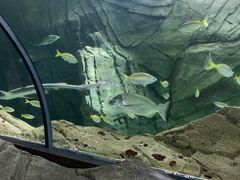 -悉尼海洋生物水族馆
