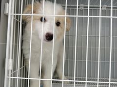 -翊宠yipet猫狗购宠庄园犬舍•猫舍