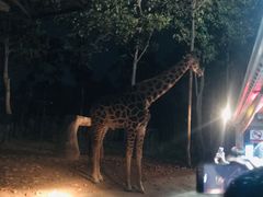 -清迈夜间动物园