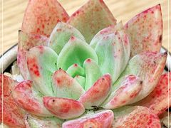 -Peet's Coffee皮爷咖啡(豫园店)