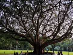 -深圳仙湖植物园