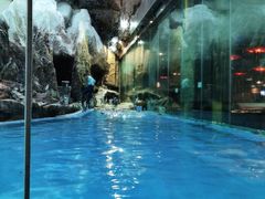 -帝企鹅自助餐厅•儿童岛•真企鹅(长隆企鹅酒店)