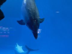 -海合安成都极地海洋公园