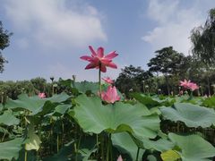 -东郊湿地公园