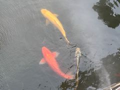 -醉香隆.山水庭院.湖北菜(东湖店)
