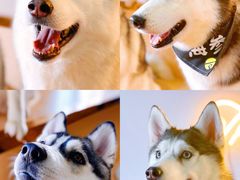 -Husky Go! 哈士奇体验馆·宠物咖啡厅狗咖