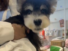 -翊宠yipet猫狗购宠庄园犬舍•猫舍