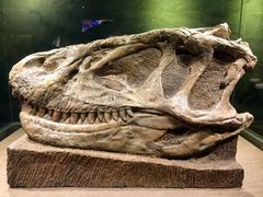 -自贡恐龙博物馆