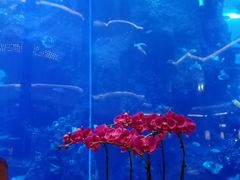 -OPEN開全日自助餐厅·牛肉火锅·海鲜(佛山希尔顿酒店)