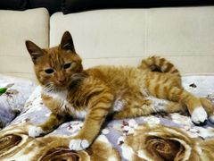 -蜜雪冰城(丁家庄店)