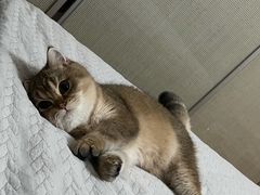 -猫大福·Fortune Cat猫舍(百子湾店)