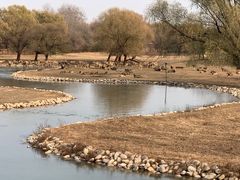 -北京麋鹿生态实验中心