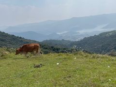 -大姆山草场