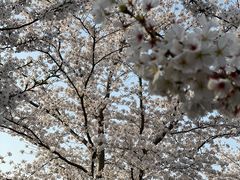-顾村公园