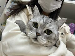 -米苏动物医院·犬猫专科·骨科外科内窥镜