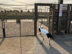 -盐城丹顶鹤湿地生态旅游区