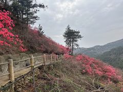 -木兰云雾山