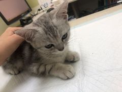 -佳怡动物医院·平价24小时·猫专科骨外科