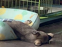 -宠福鑫康馨动物医院·骨科·眼科