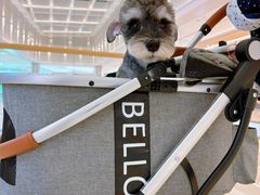 -宠爱国际动物医院· 猫科· 外科·中兽医(长白店)