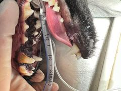 -达爱动物医院·犬猫分区·CT·复杂眼科(远洋山水分院)