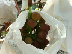 -马陆小张葡萄园农家乐