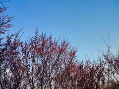 -白塘生态植物园