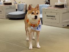 -逗柴咖啡屋·狗咖猫咖宠物桌游