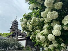 -常熟方塔园