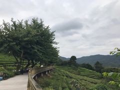 -雁南飞茶田景区