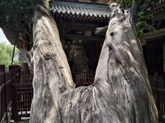 -晋祠公园