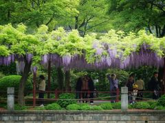 -嘉定紫藤园